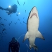 shark_tiger_sand_spar_v_0290_nca0618.jpg